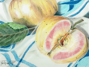 Bloemen, fruit en dieren getekend met potlood, pastel  of aquarel. Het gaat hier voor mij om het detail en daarom zijn de werken van klein formaat.