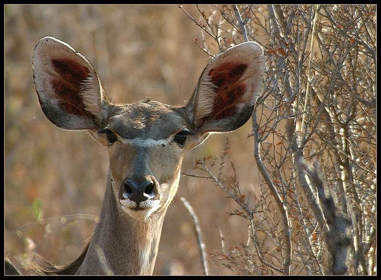Female Kudu