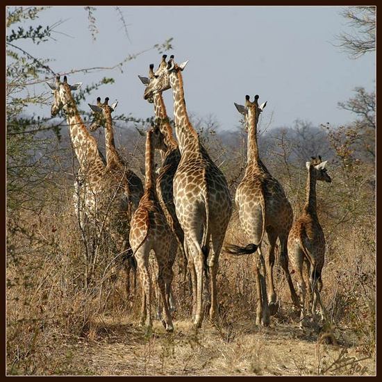 Giraffes