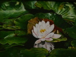 bloemen