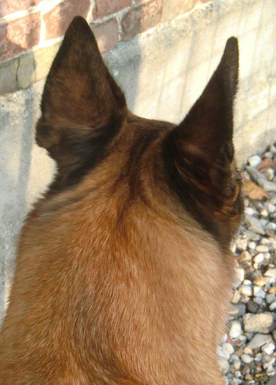 Hond en oor