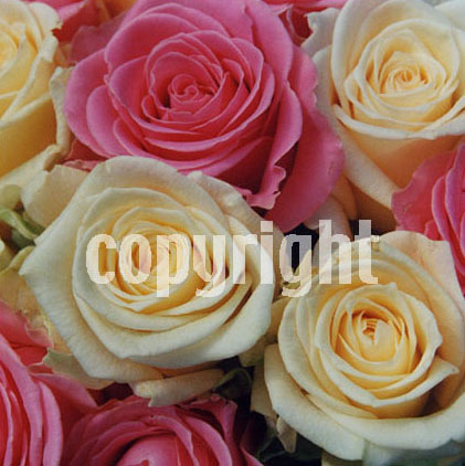 Nr. 25 Roze/gele rozen