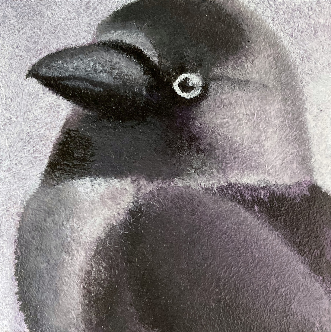 Kauw