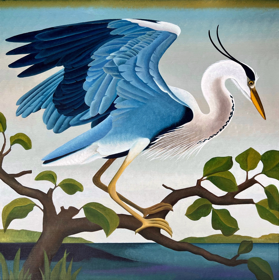 Dalende Blauwe reiger