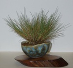 keramiek voor bonsai boompjes en bonsai accentpotjes