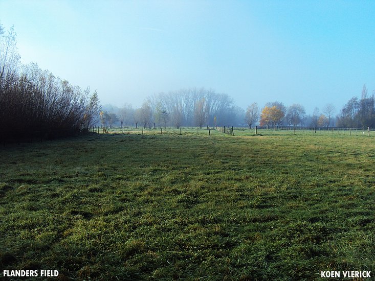 FLANDERS FIELD