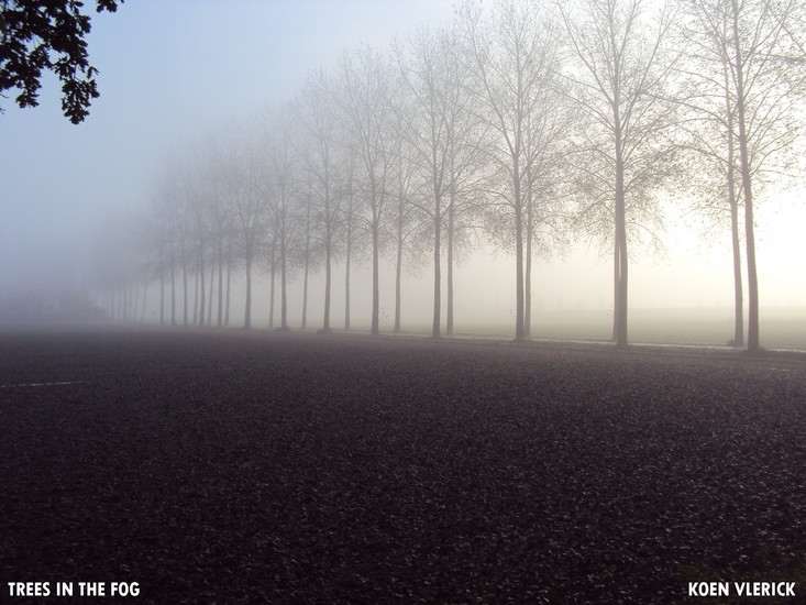 TREES IN THE FOG