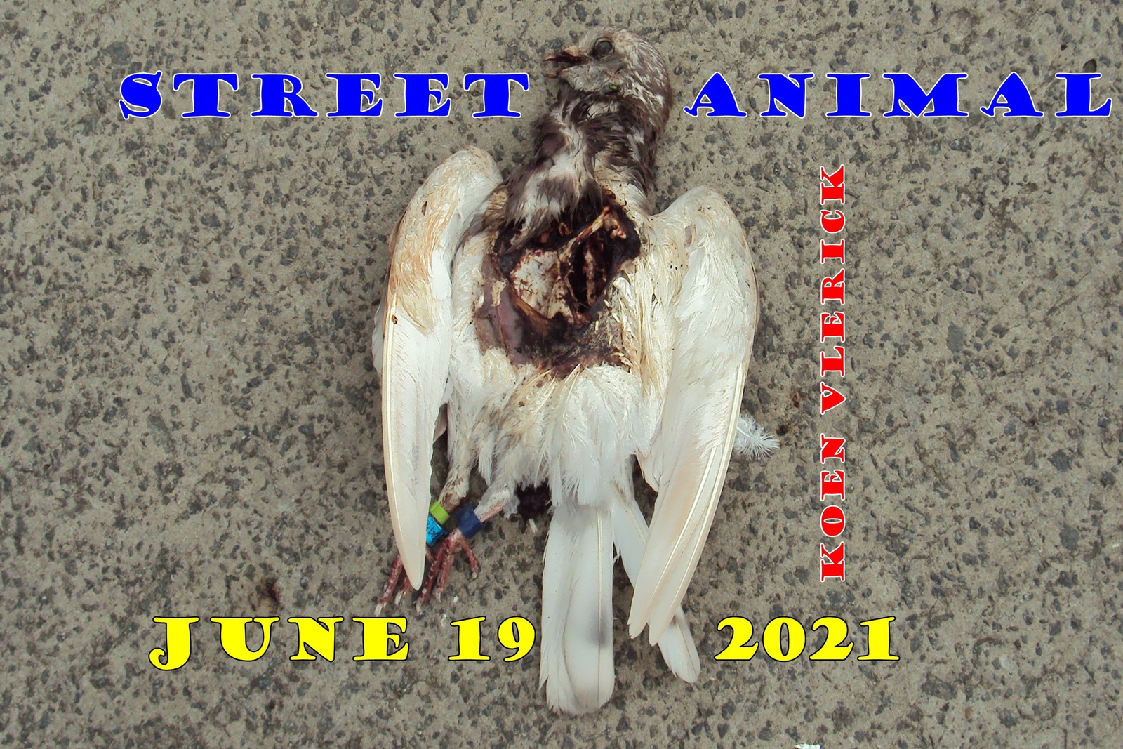 STREET ANIMAL JUNE 19, 2021