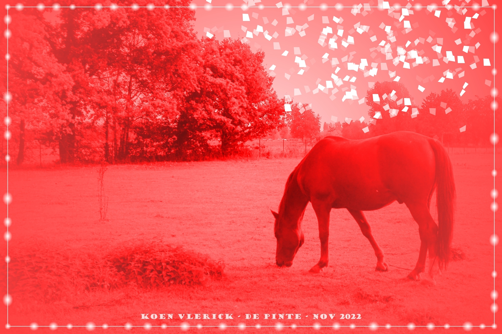 PICTURE OF A LIVING HORSE