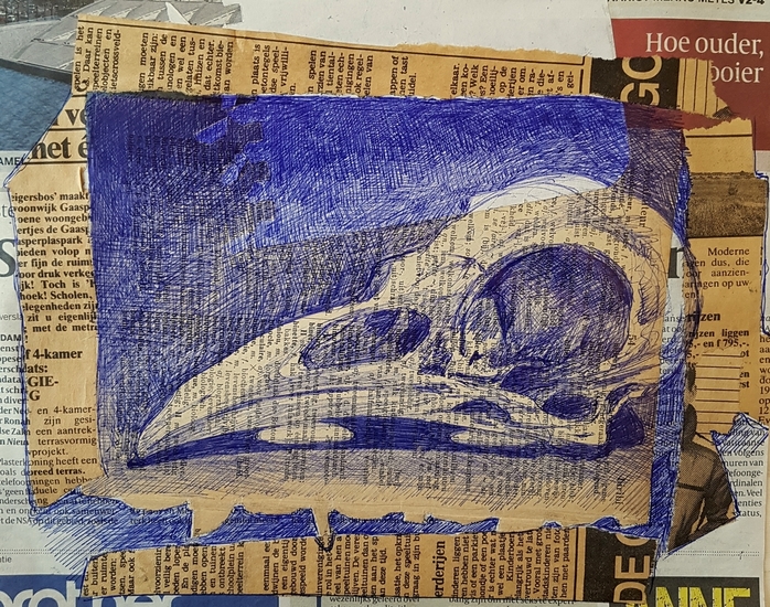 Vogelschedel