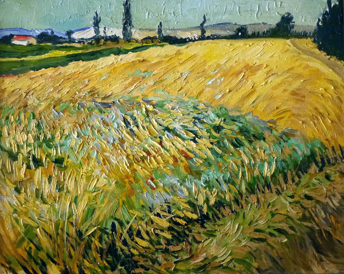 Groen korenveld bij Arles