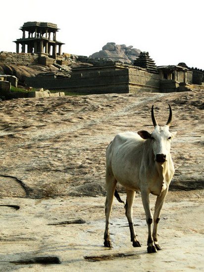 hampi cow