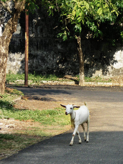 kochi goat