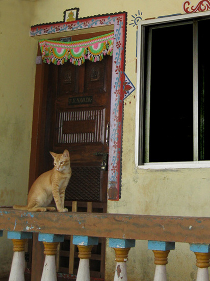 gokarna cat