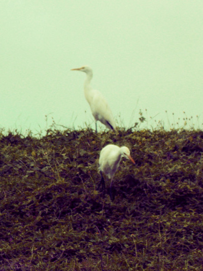 lankan birds