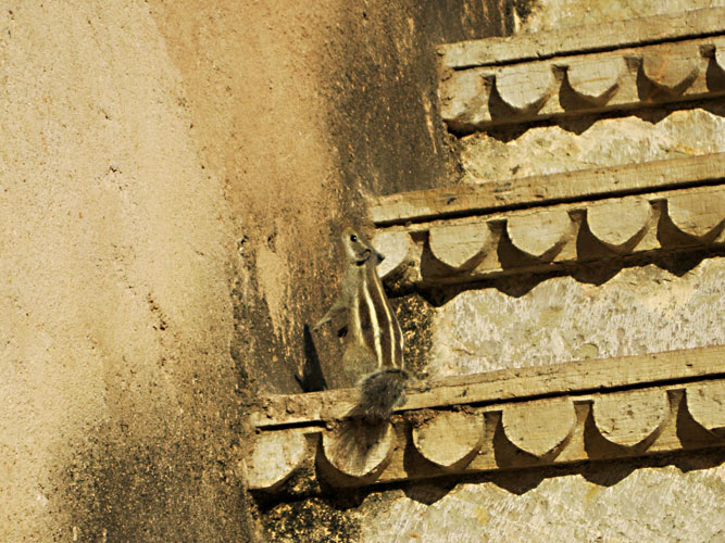 squirrelsteps