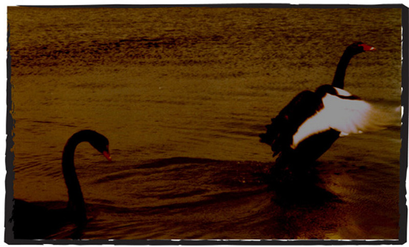 Swanlake