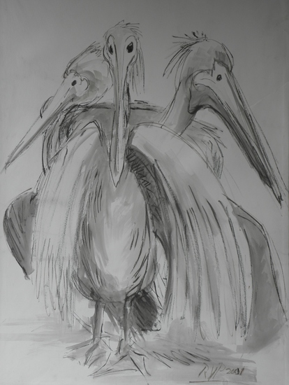 compositie pelikanen