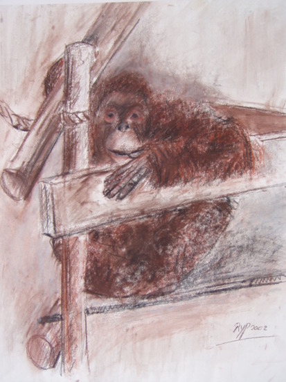 oerang oetan vrouwtje Anak. Rhenen