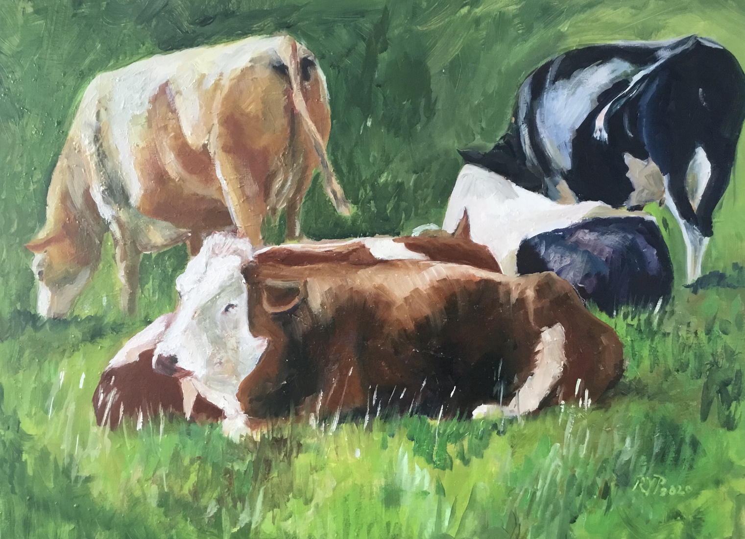  5 koeien in wei ( Winterswijk)