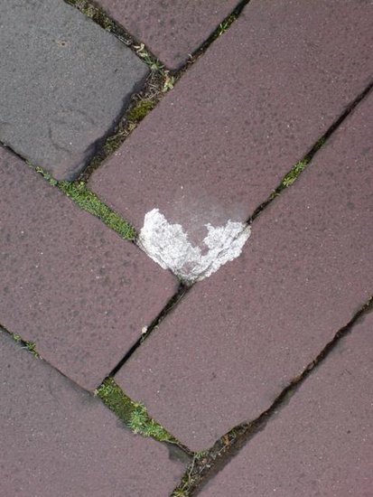 hartje van meeuwenpoep 2