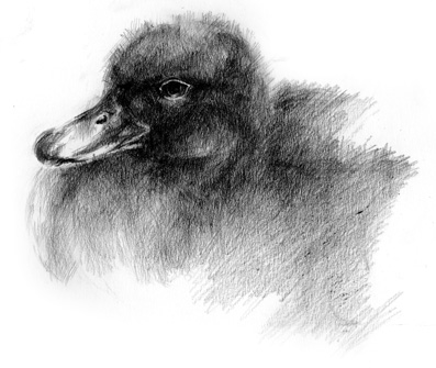 Schets 'Jonge eendje'