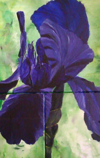 iris