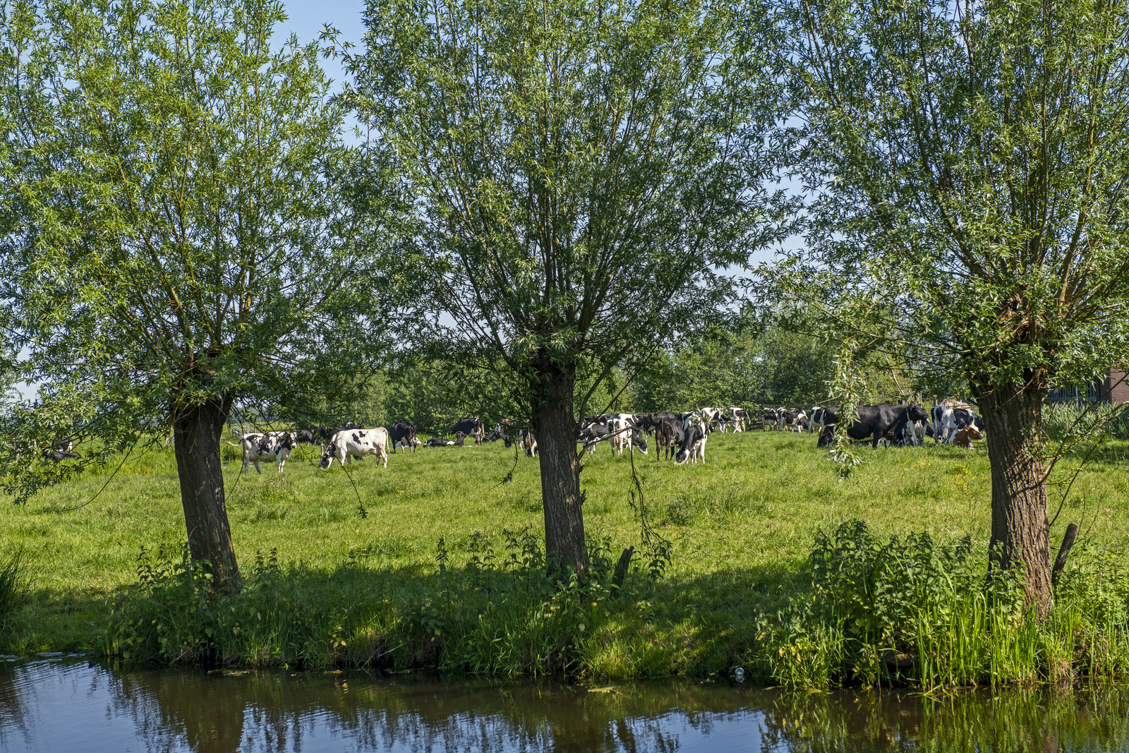 landschap met koeien