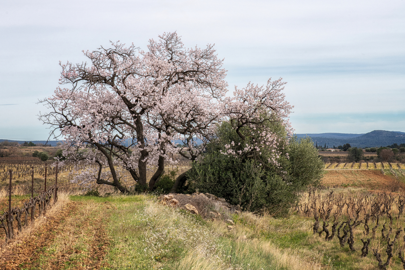 amandelboom in de Languedoc