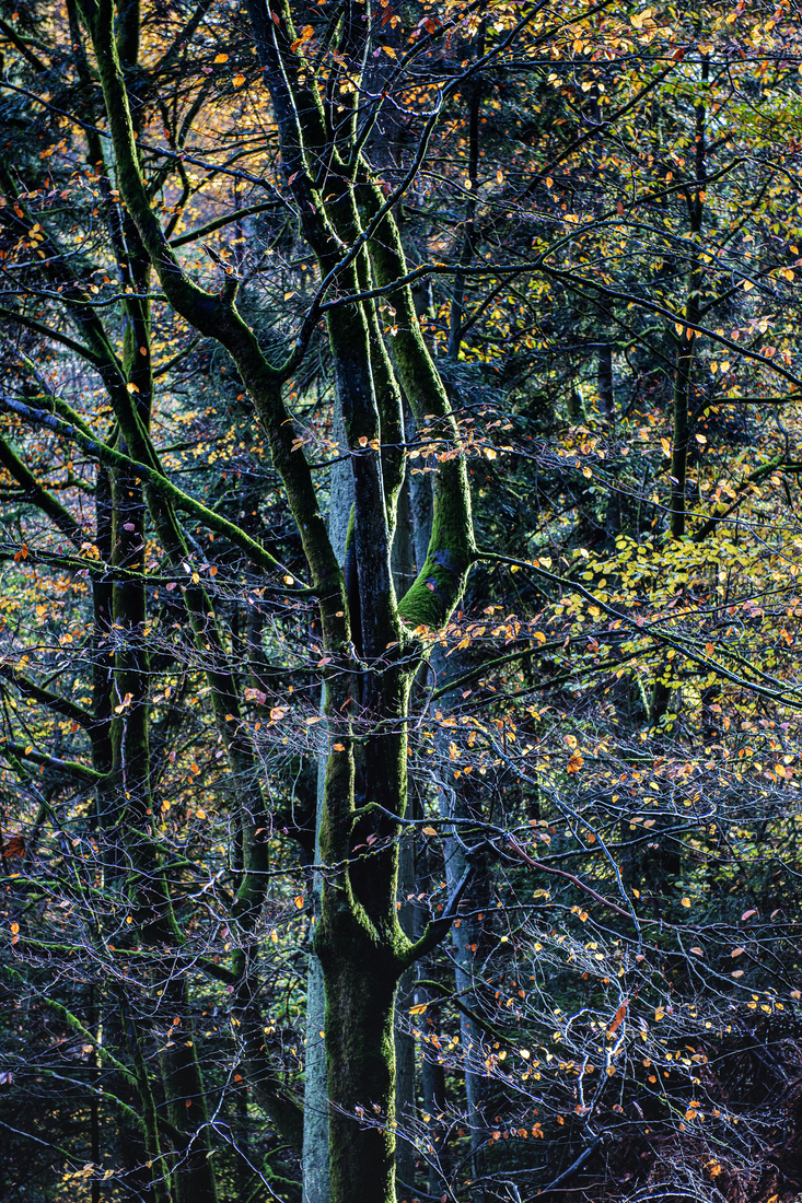 Herfst in het Zwarte Woud