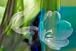 dubbelopnames van bloemen en glazen vazen, heldere kleuren en kleurvlakken, de bloemen altijd herkenbaar, het glaswerk o.a. door bewerkingen niet altijd.