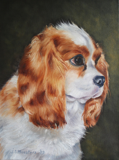 cavelier king charles spaniel
