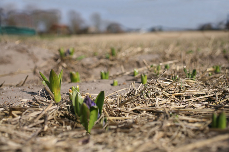 Eerste hyacinth