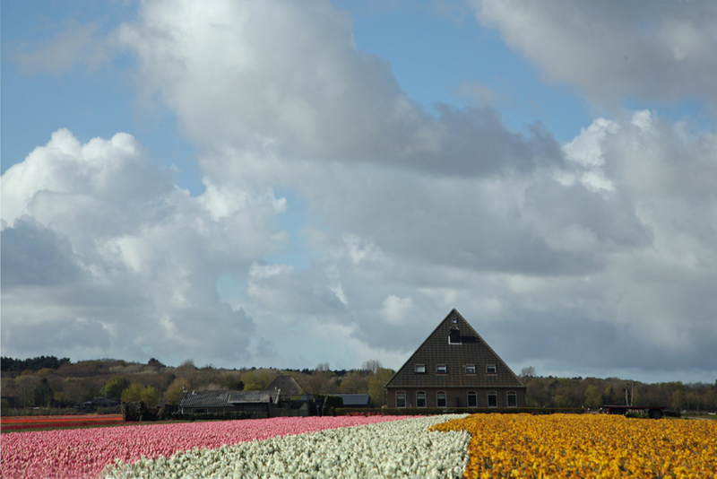 Hollands landschap(1)