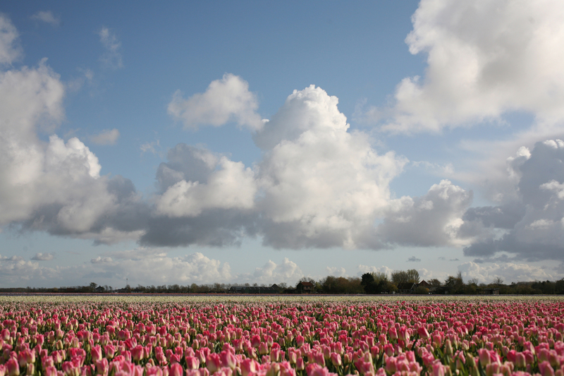 Hollands landschap(2)
