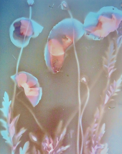 Foto serie van bloemen gemaakt met de fotografische techniek van lumen print (fotogrammen op oude foto papier in zonnelicht)