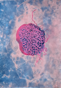 Organische vormen op A3 papier formaat. Onderzoek van de binnenste vormen in de natuur en in de mens