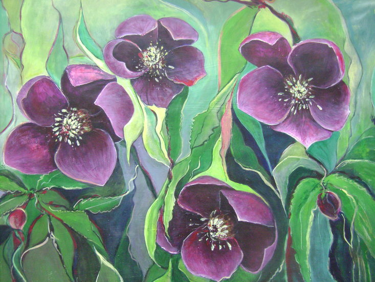 Helleborus Orientalis