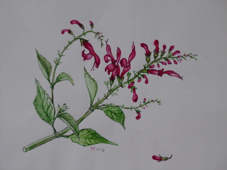 Moerasandoorn, botanische tekening