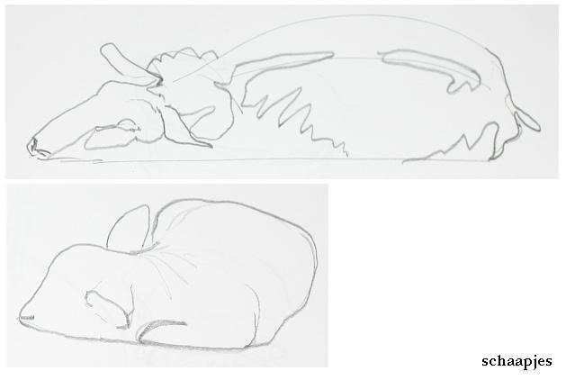 schapen