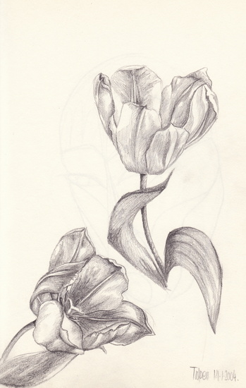 Tulpen