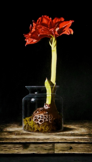 Amaryllis in glazen pot