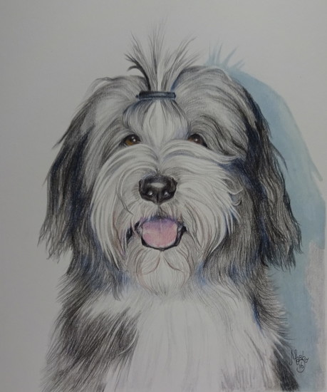 Bas Bearded Collie