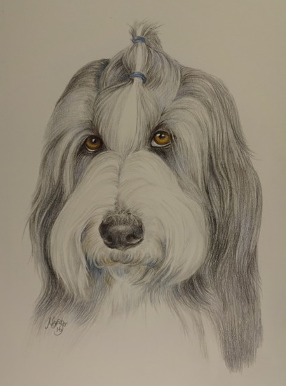 Boaz Bearded Collie