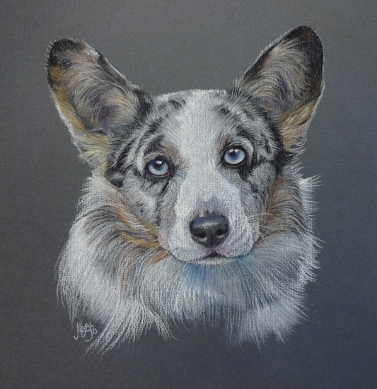 Caleb Blue Merle Corgi