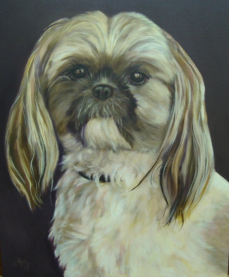 Shihtzu 'Toppy'
