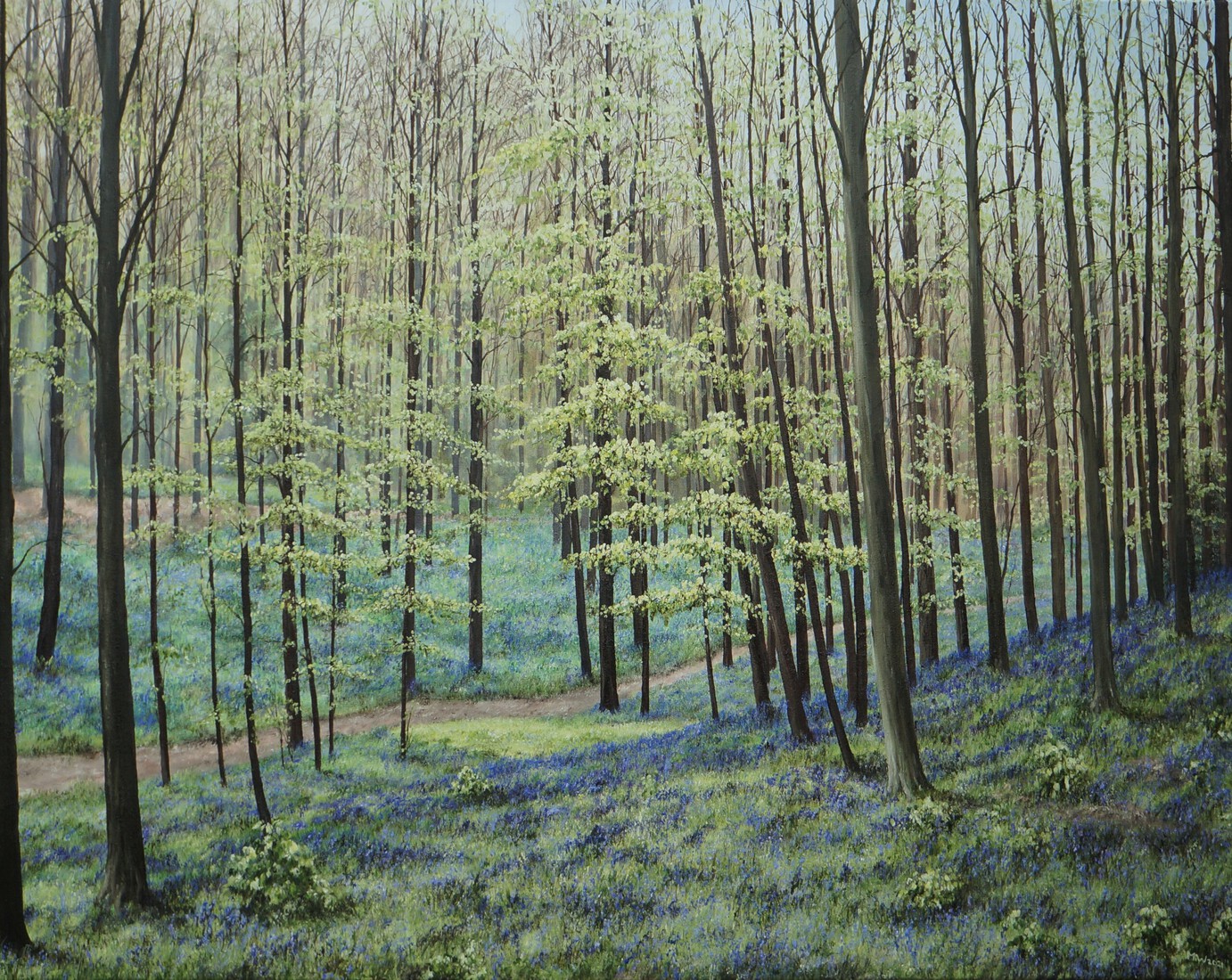 Boshyacinten Hallerbos