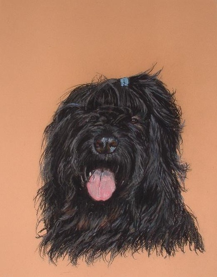 Briard