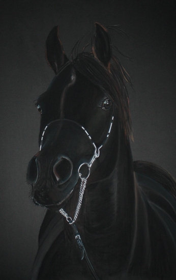 (2) Arabische Volbloed Hengst