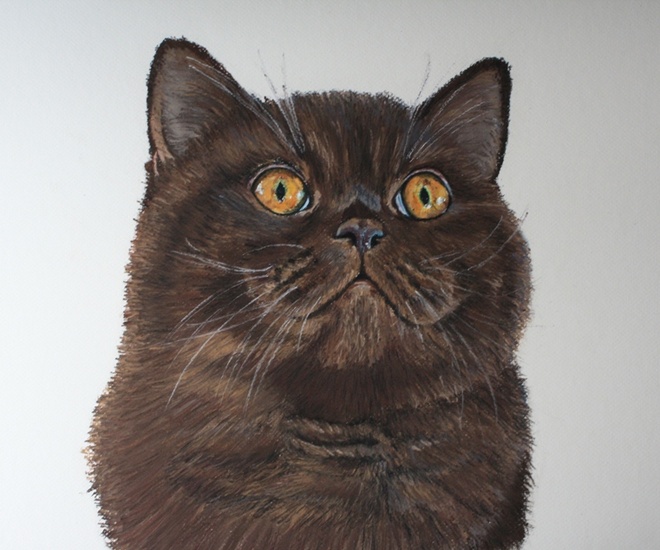 Britse Korthaar Chocolade